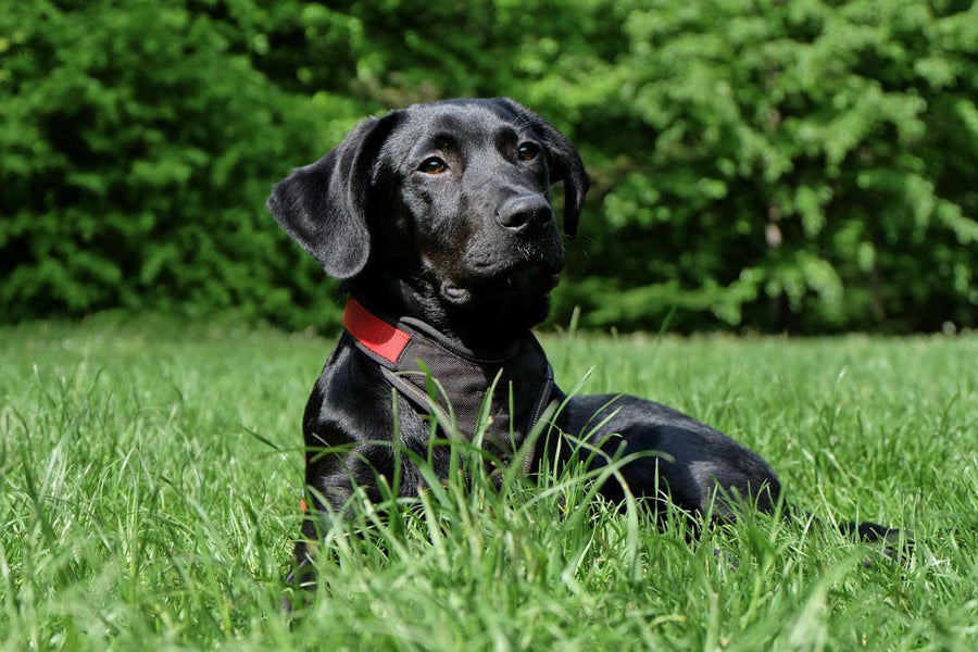 5 essential commands you can teach your dog
